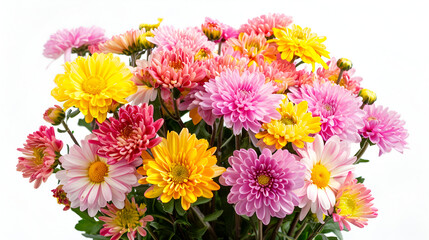 santini chrysanthemums in vase Tender flower petals close up Natural flower backdrop Beautiful floral greeting card ,Autumn beautiful colorful flowers of chrysanthemum isolated on white background