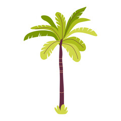 Tropical palm cartoon vector illustration. Tropic jungle plant isolated on white.