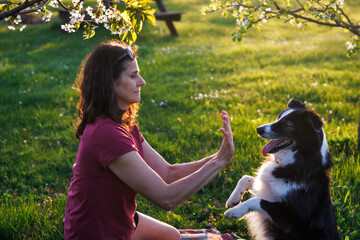 Woman is playing with her dog outdoors. Pet owner is training border collie