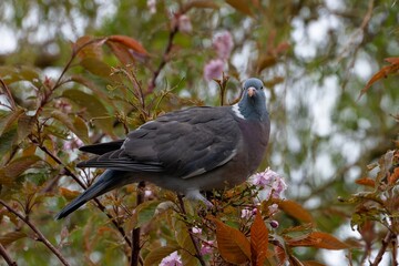 Pigeon ramier,.Columba palumbus, Common Wood Pigeon, pigeons. Beautiful closeup view of big common city feral pigeon (Columbidae) sitting on a branch