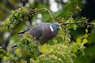 Pigeon ramier,.Columba palumbus, Common Wood Pigeon, pigeons. Beautiful closeup view of big common city feral pigeon (Columbidae) sitting on a branch