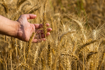 Farmer's hand touching golden wheat field. Harvesting concept. Baisakhi festival