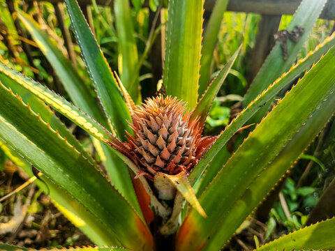 Red pineapple or ananas bracteatus, Red Pineapple is a German apple cultivar that is widely used in Denmark Sonneruplund