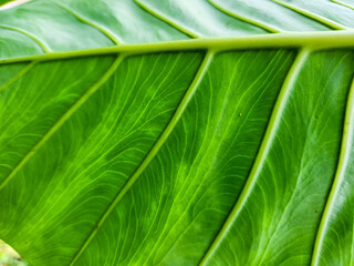 Alocasia leaf texture structure, alocasia leaf pattern