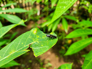 abdomen, animal, antenna, arthropod, arthropoda, Black soldier flies or hermetia illucens, which land on green leaves, 