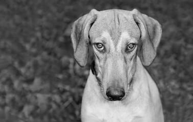 Dog Guilty Animal Sulking Shy Naughty Funny Sad Face Closeup Black And White