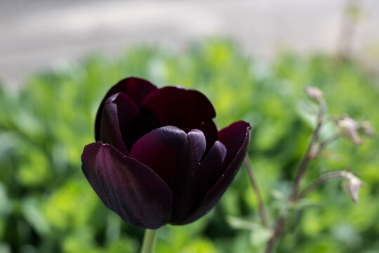 tulpe blume natur sommer