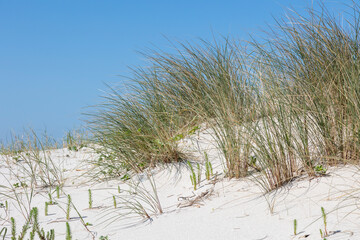 A scenic view of beach dunes with fresh green plants under a clear blue sky, with a coastal town faintly visible in the distance
