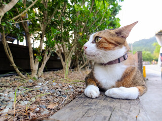 Cute cat on the roadside in Yilan