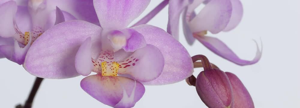closeup of a time lapse of a flowering purple orchid isolated on white background banner with camera zoom in, beauty of nature in sunlight