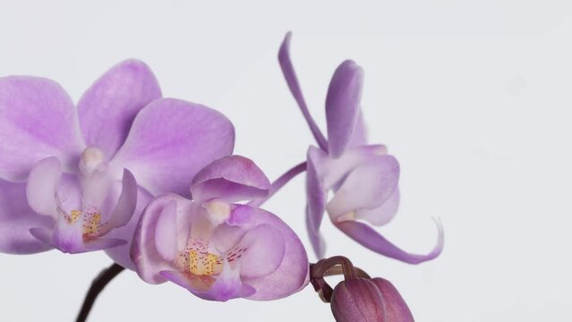 closeup of a time lapse of a opening purple orchid isolated on white background with camera panning, beauty of nature in sunlight, 4k