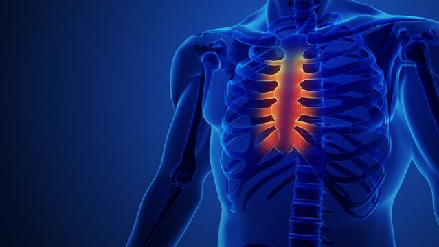 Human anatomy showing sternum and ribs