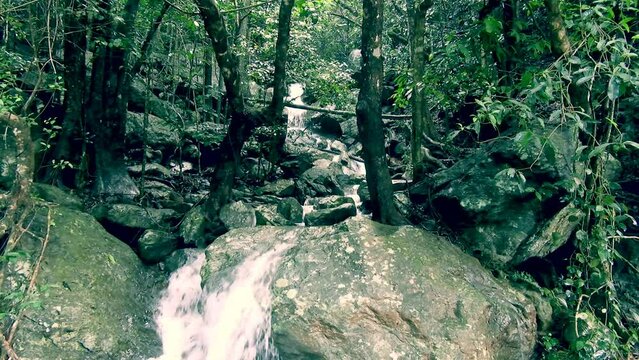 Explore Barron Gorge's lush rainforest trails near Cairns. Encounter cascading waterfalls and diverse wildlife on an unforgettable bushwalking adventure.