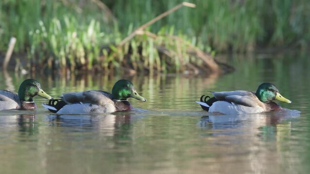 Mallard, Anas platyrhynchos, birds on lake at spring time