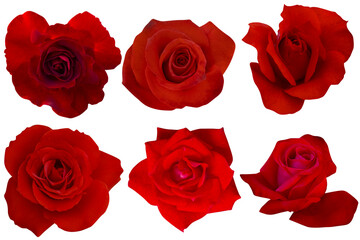 Set with dark red roses isolated on white background.Photo with clipping path.
