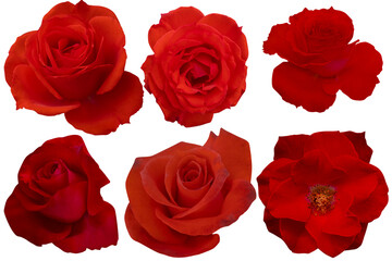 Photo with clipping path.Collections dark red roses isolated on white background.
