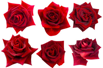 Six dark red roses heads blooming isolated on white background.Photo with clipping path.