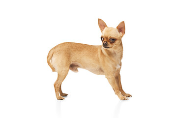 Tiny Purebred Chihuahua with perked ears posing against white studio background. Funny, little dog looking alert. Concept of funny dogs, veterinary and grooming service, canine food, friendship. Ad
