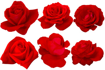 set with dark red roses blooming isolated on white background.Photo with clipping path.