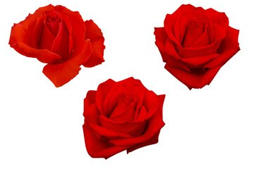 Three dark red rose isolated on white background.Photo with clipping path.