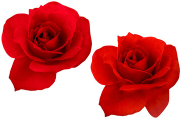 Two dark red rose heads blooming isolated on white background.Photo with clipping path.