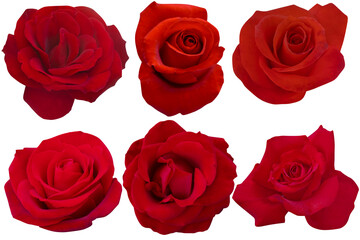 Six deep red roses on white background.Photo with clipping path.