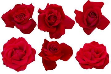 six dark red roses flowers on white background.Photo with clipping path.