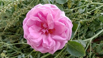 Beautiful Shining Rose: The Timeless Beauty of Red Roses #flowers