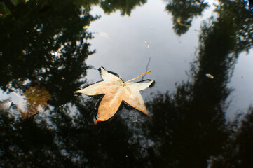a leaf floating in a lagoon in the autumn of southern Chile