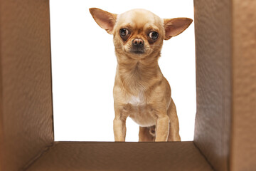 Curious chihuahua with perked ears peeks out from a cardboard box. against white studio background....