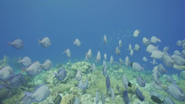 HDR: shoaling Surgeonfish in the Caribbean Sea