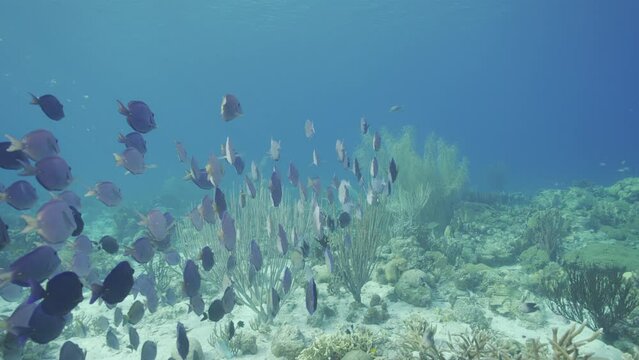 HDR: shoaling Surgeonfish in the Caribbean Sea