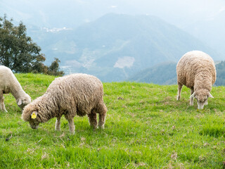 Obraz na płótnie Canvas Cute sheep in Cingjing farm