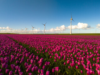 A field of vibrant purple tulips sways in the wind, with majestic windmills standing in the...