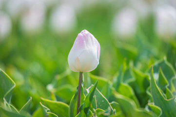 White tulip on a field during spring