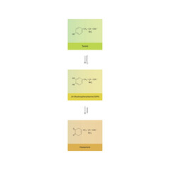 Diagram showing biosynthesis of Dopaquinone from Tyrosine via Tyrosinase - schematic molecular strcuture chemical illustration.