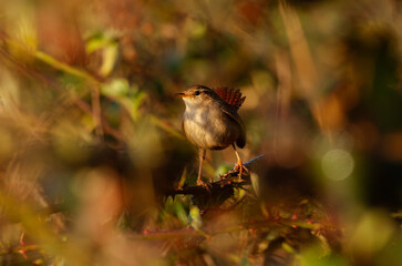 Little wren bird hidden in the bush