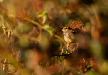 Little wren bird hidden in the bush and showing off