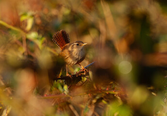 Little wren bird hidden in the bush looking into camera