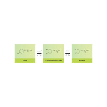 Diagram showing biosynthesis of Dopaquinone from Tyrosine via Tyrosinase - schematic molecular strcuture chemical illustration.