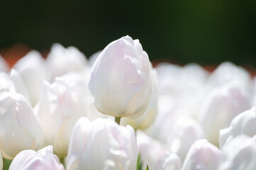 White tulips on a field during spring