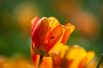 Insect on an orange tulip