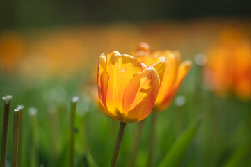 Orange tulip close-up