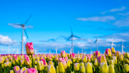 A vibrant field of tulips stretches endlessly, with majestic windmills towering in the background,...