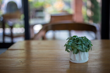 Selective focus Fittonia in a white ceramic pot sits on a wooden table in a shady cafe. There is space for text.