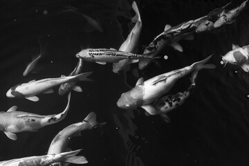 Black and white texture background, many koi fish in the pond. Koi fish under the surface of the...
