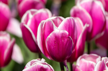 Magenta colored tulip close-up