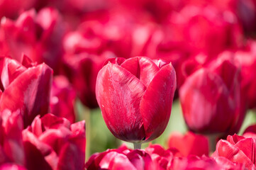 Focus on a red tulip on the field