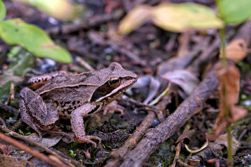 frog in the wild