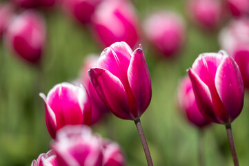 Focus on magenta colored tulip
